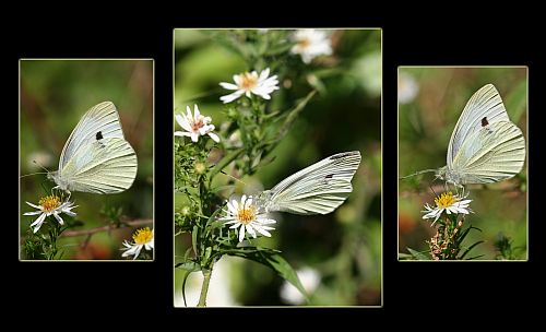 Triplet - Butterflies